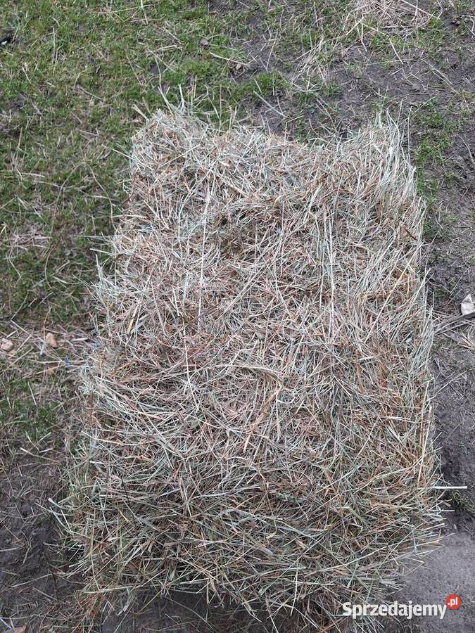 Siano w kostkach 2024 Jędrzejów