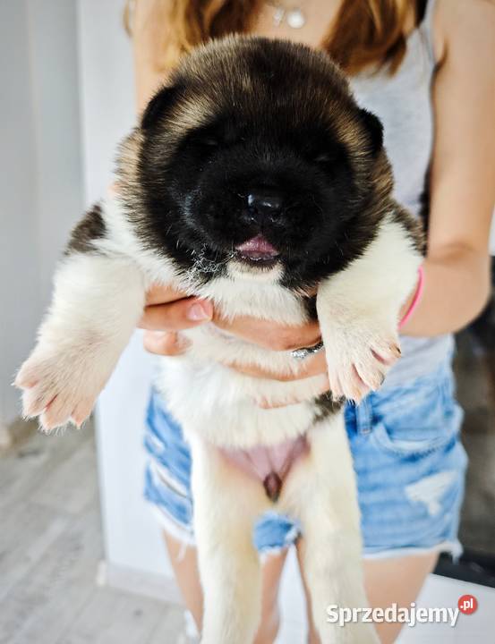 Akita Amerykańska szczeniak Wrocław