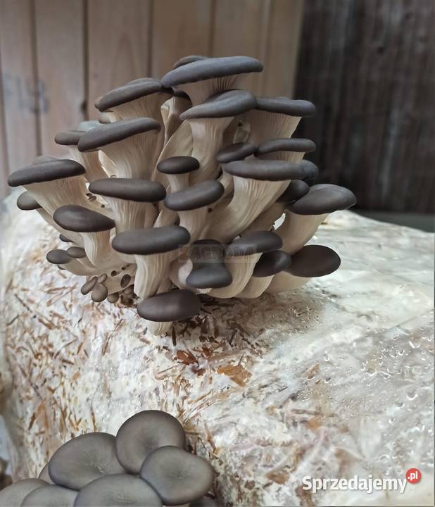 Grzybnia BOCZNIAKA duża kostka około 15 HIT