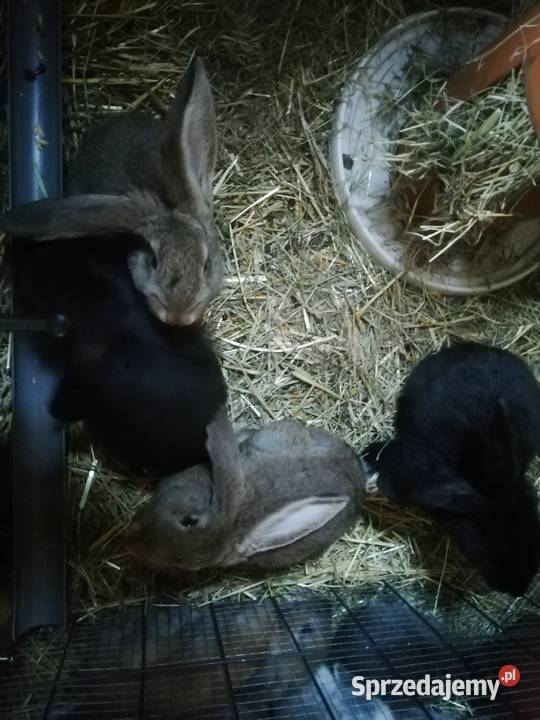 Małe kroliki Dziesław