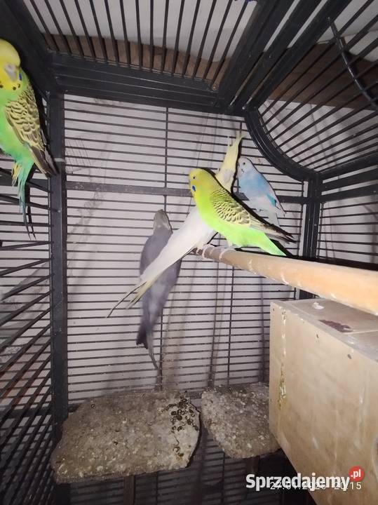 Papugi nimfy para kujawsko-pomorskie Żnin