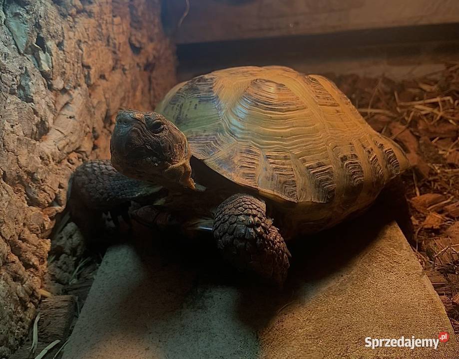 Zestaw 2 żółwie terrarium ReptiZoo z Koszalin