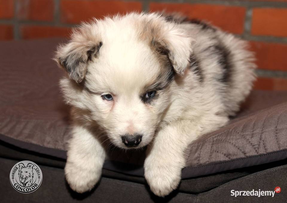 Border Collie coli szczeniak Blue Merle tricolor Jastrzębia sprzedam