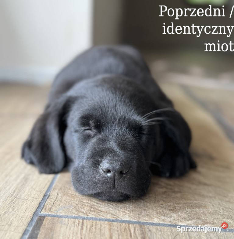 Labrador czarne ZKwP (FCI) szczenięta po Championie, suczki i piesek