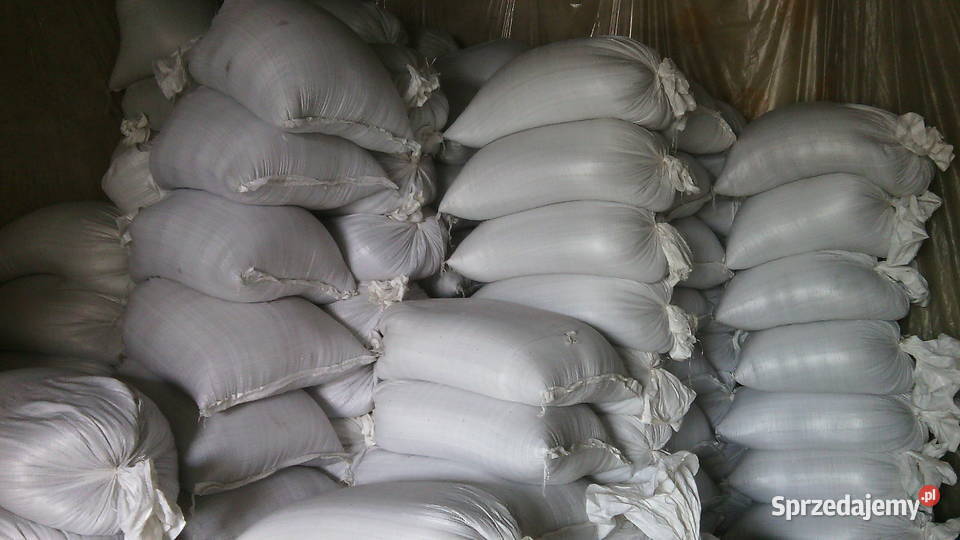 Nasiona kopru koper Produkcja 2023 wielkopolskie