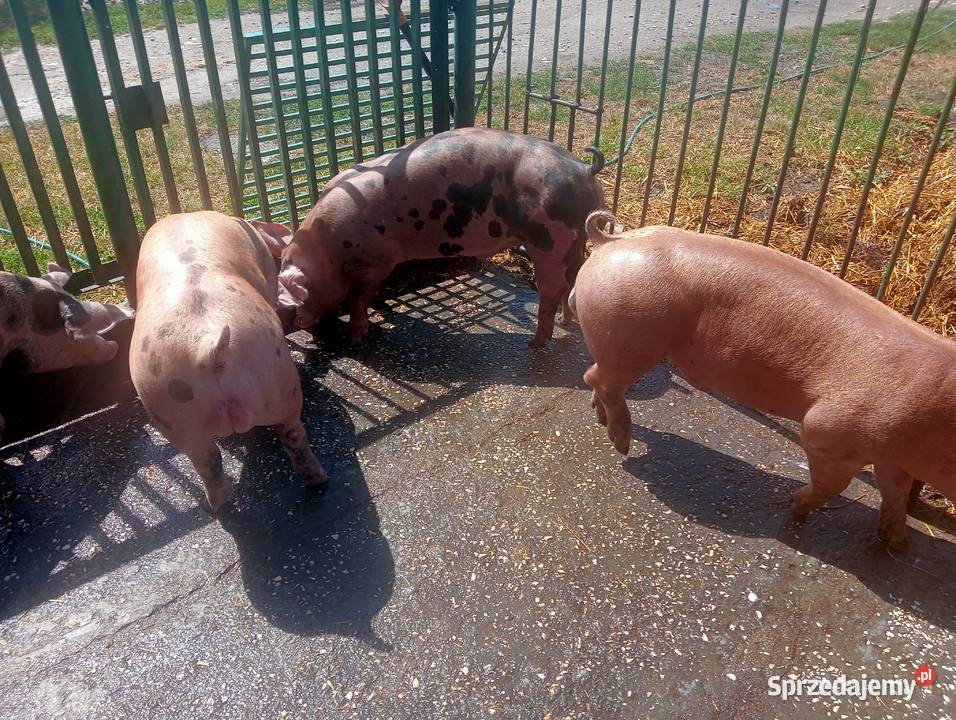 Knurki mięsne DurocxPietrain Strzałkowo