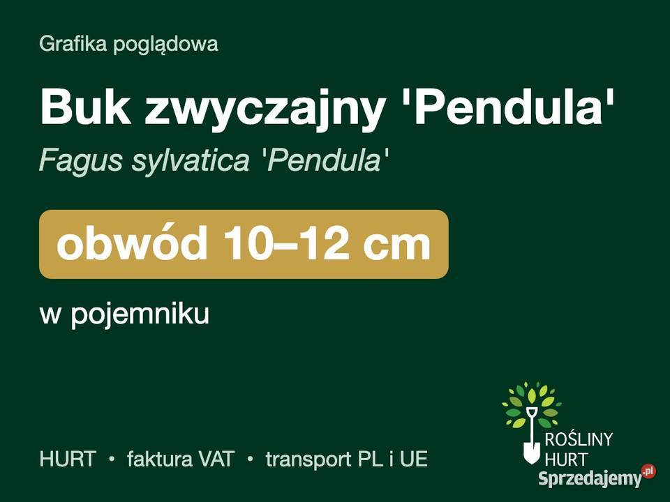 Buk zwyczajny Pendula obwód 1012 w pojemniku