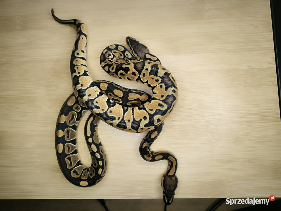 Promocja Pyton królewski Para 2 Makowiec