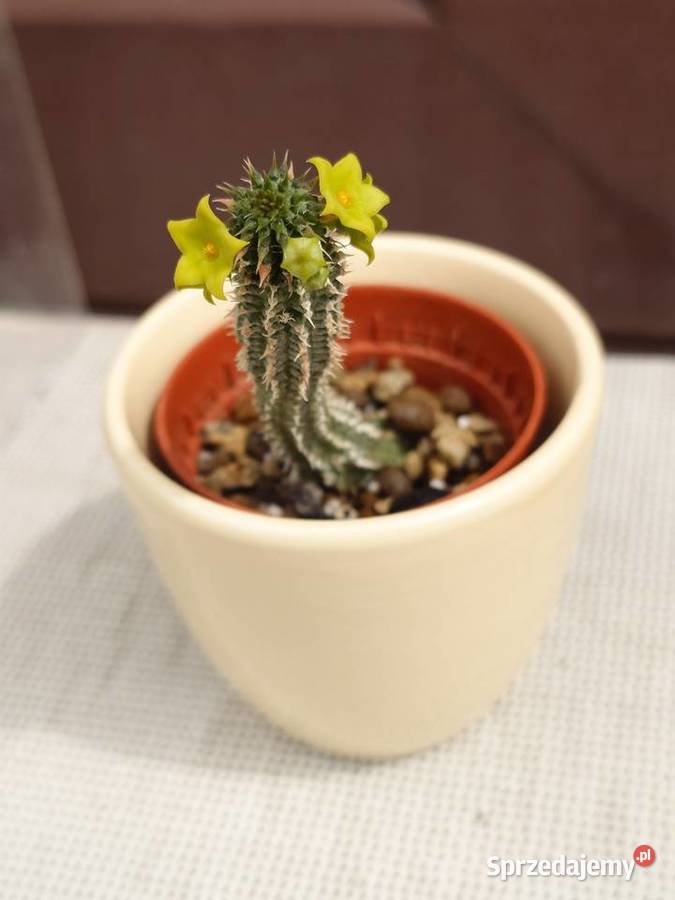 Echidnopsis chrysantha sukulent w osłonce Warszawa