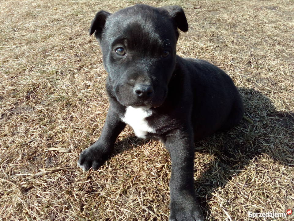 Sprzedam szczeniaka mieszańca labradora z pit śląskie sprzedam