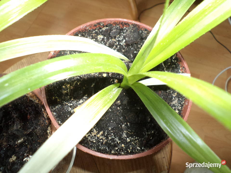 pandan kwiat doniczkowy Warszawa sprzedam