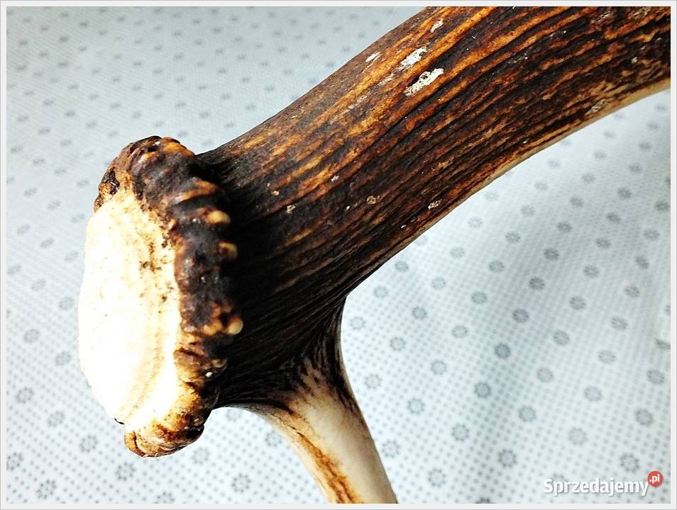 Duże poroże jelenia waga 1300g długość 64 Stan sprzedam