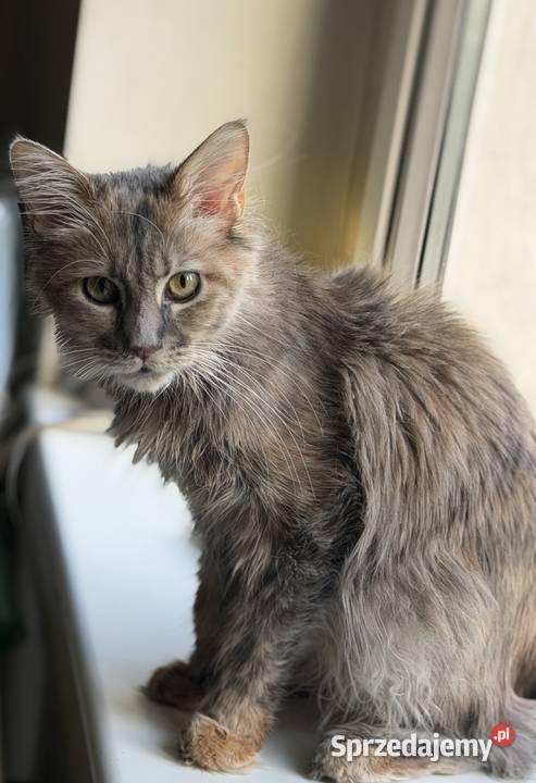 Kotka Maine coon szylkretka 8 miesięcy Warszawa