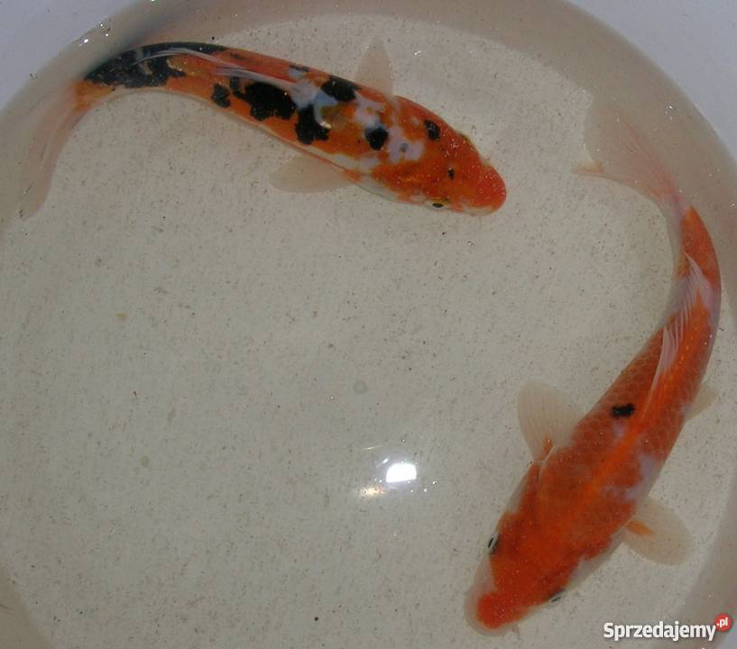 Sprzedam karpiekoi DOITSU YORIGOI Łowicz sprzedam