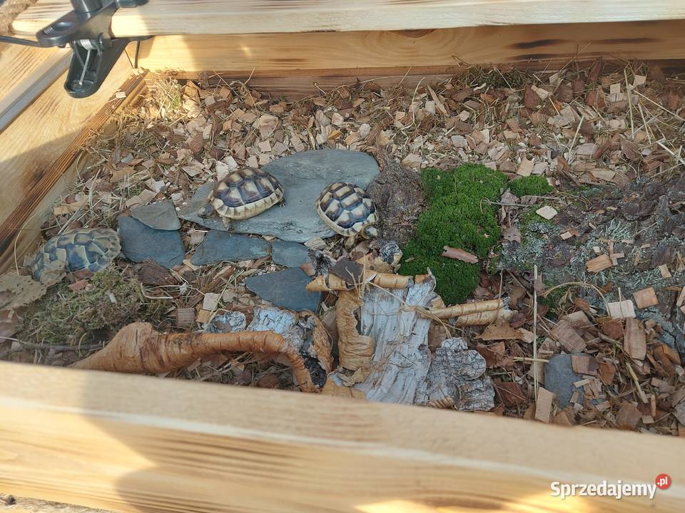 Terrarium rzemieślnicze żółwia lądowego Opole sprzedam