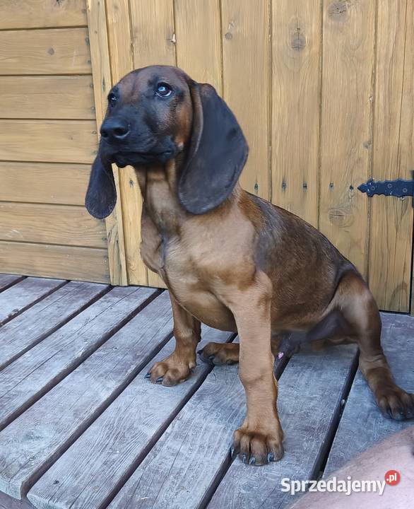 Posokowiec bawarski szczenięta ZKwPFCI Cięcina sprzedam