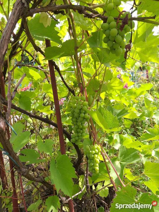 Działka rekreacyjnaa ROD LUMEL ZIELONA GÓRA Zielona Góra sprzedam