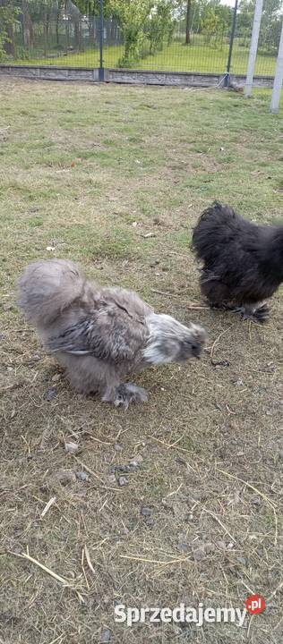 Koguty Silki i Włoszki Tarnobrzeg