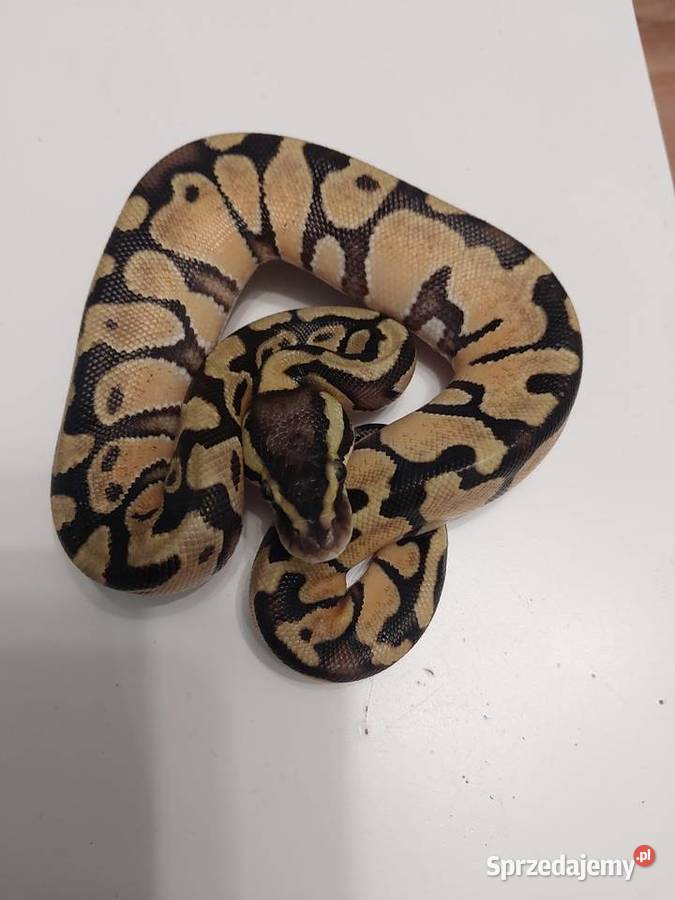 Pyton królewski węże Gdańsk sprzedam