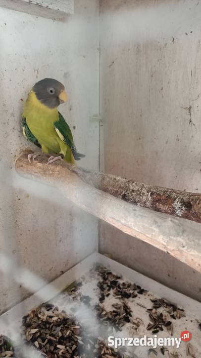 Papugi śliwogłowe Rybnik sprzedam