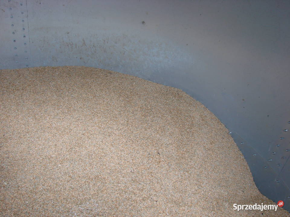 Sprzedam mieszanka żytopszenżyto sprzedam