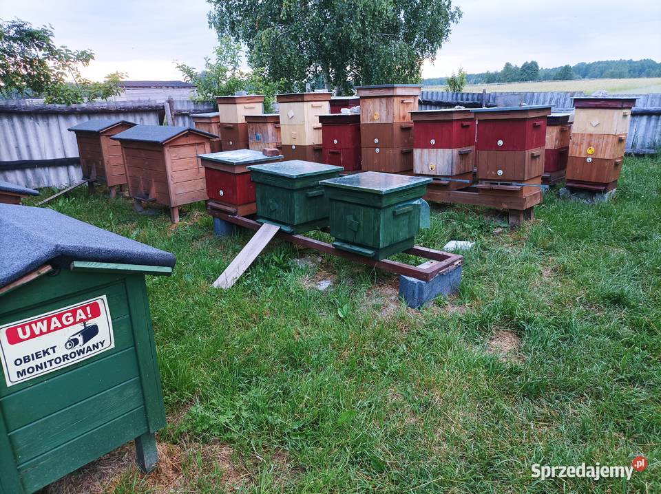Pszczoły odkłady pszczele rodziny lubelskie Krasnystaw