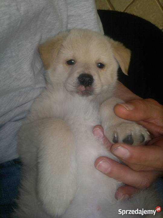 oddam w ręce Pyrzyce