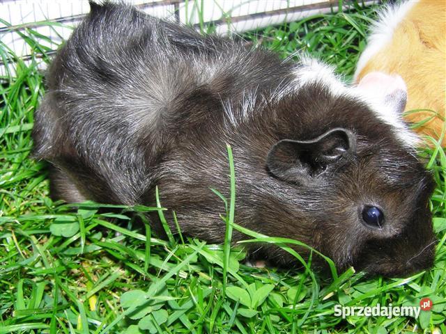 Świnka morska rozetka 10 tygodni ll