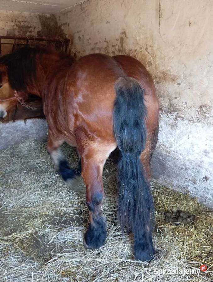 Klacze zimnokrwiste Annopol