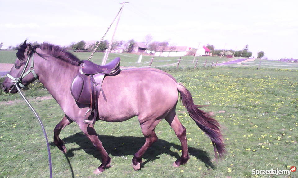 Koń Ogier Konik Polski Sobótka
