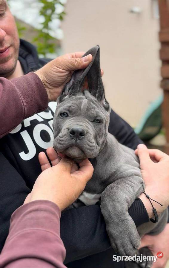 Cane Corso Szczenięta Lamk