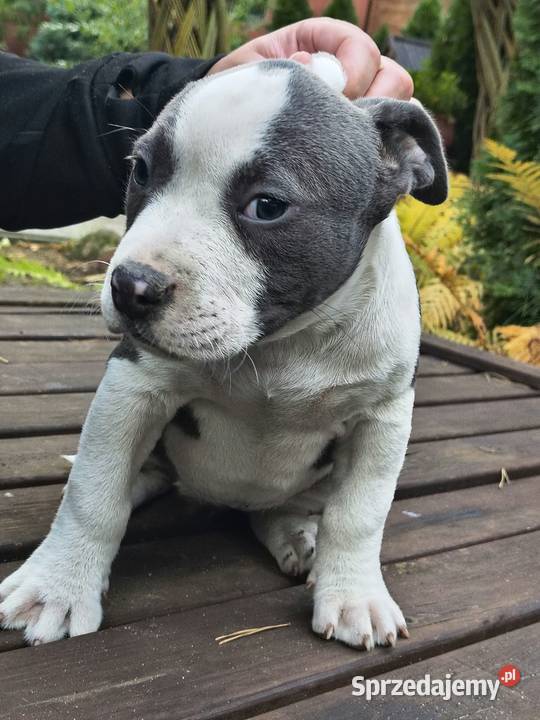 American Bully ABKC pies suka standard Warszawa