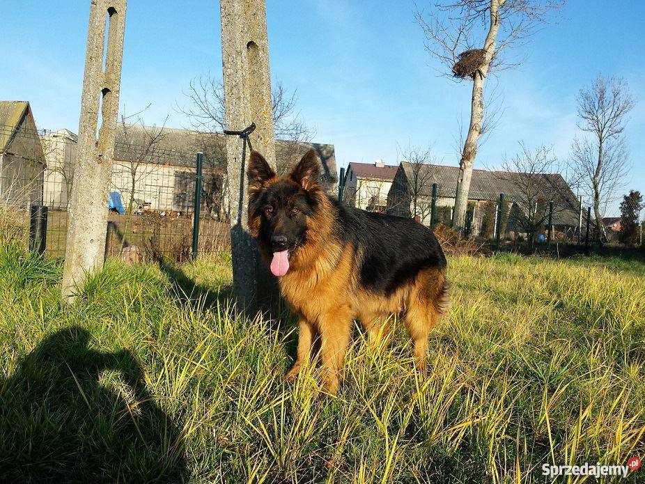 Roczny owczarek niemiecki długowłosy wielkopolskie Konin