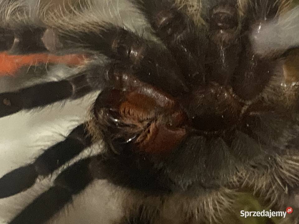 ptasznik z terrarium Katowice