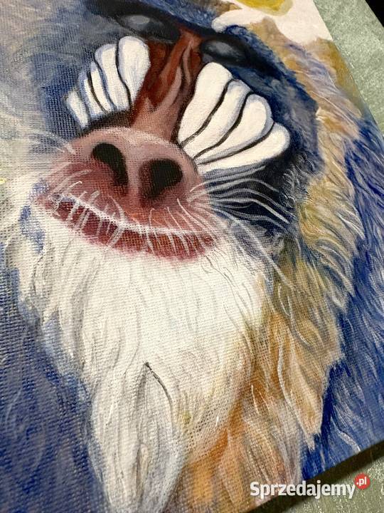 Zamyślony mandryl małpa Duszniki-Zdrój