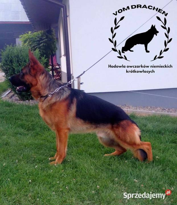 Szczeniak owczarek niemiecki krótkowłosy Nowy Sącz