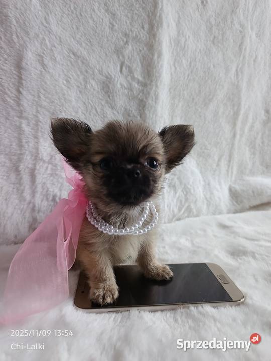Chihuahua dziewczynka suczka XS dlugowlosa Inowrocław
