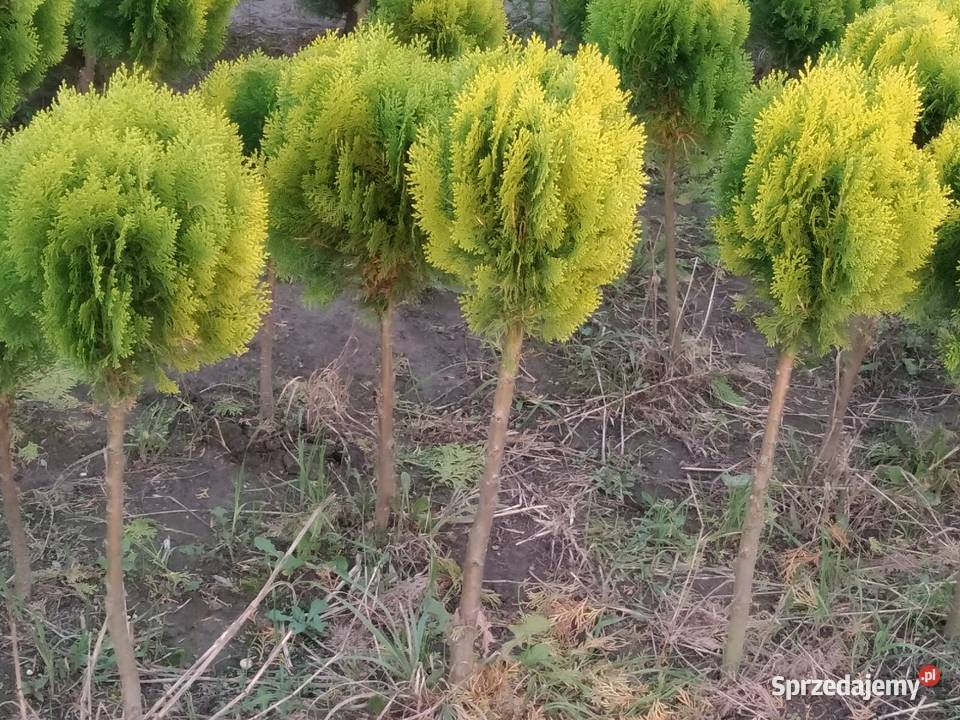 Tuja wschodnia Aurea Nana Kula juta Kraków 6070 Wawrzeńczyce