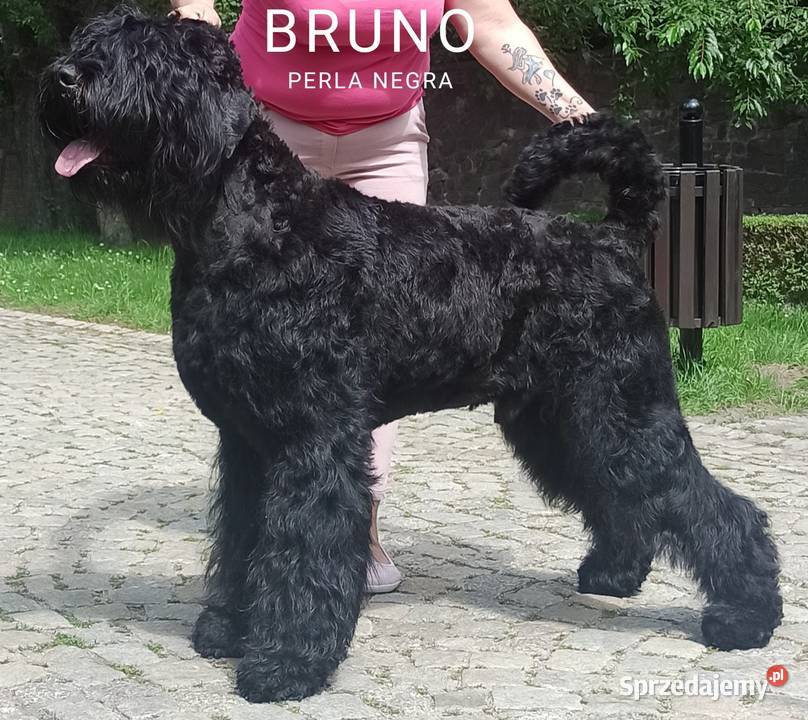 Czarny Terier Rosyjski szczeniak Pozostałe