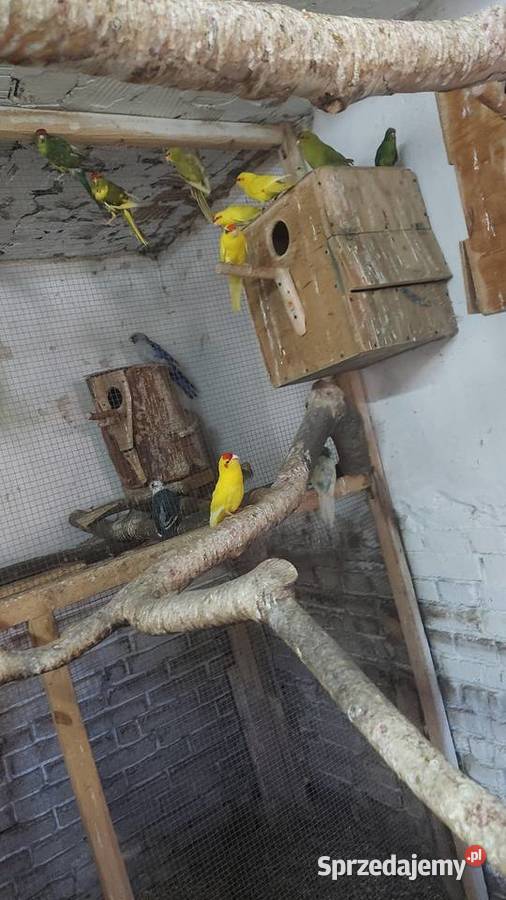 Ptaki do dalszej hodowli mazowieckie Sochaczew