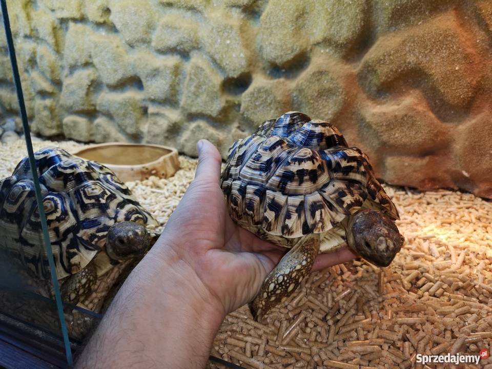 Żółwie Lamparcie 2 Terrarium Zwierzęta Milejów