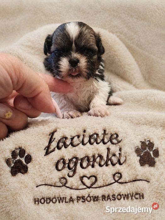 Dwie suczki shih tzu Ciechocin