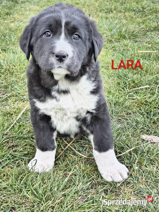 Owczarek środkowoazjatycki Ałabaj Azjata