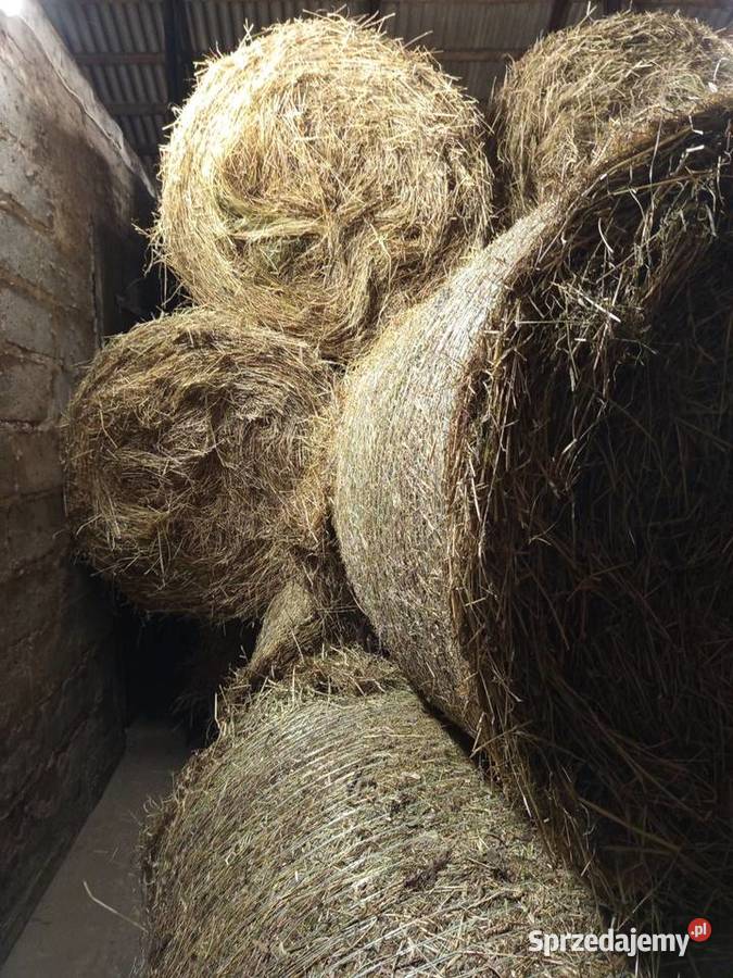 Świeże suche siano pierwszy pokos 2025 Słupca sprzedam