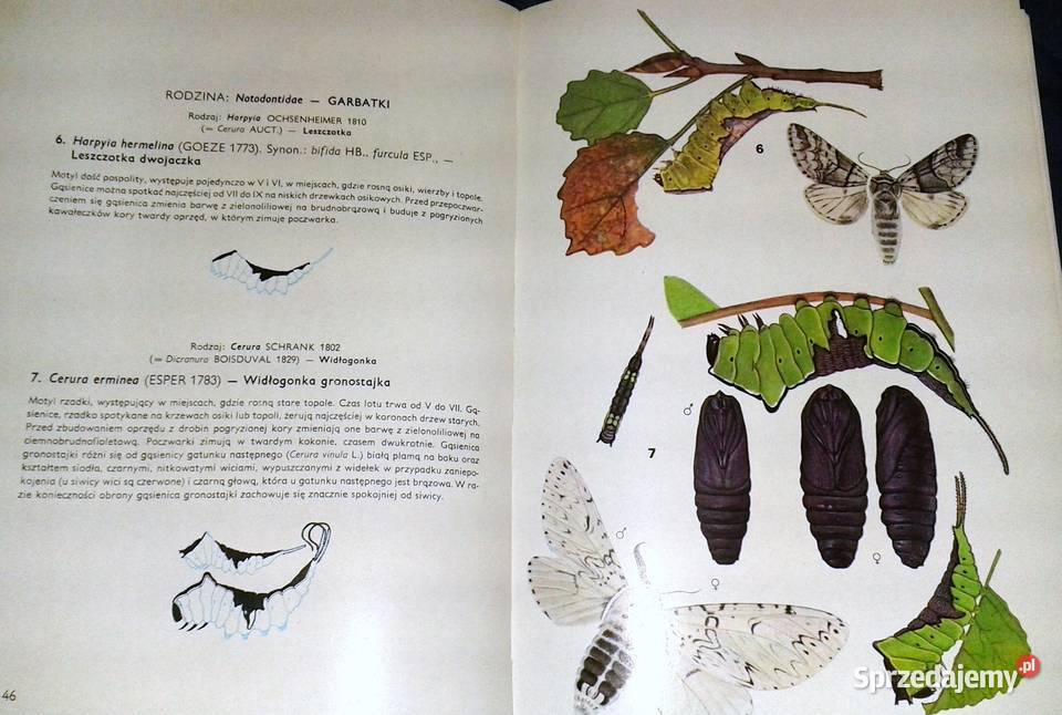 Motyle Polski Jerzy Heintze twarda lubelskie Chełm