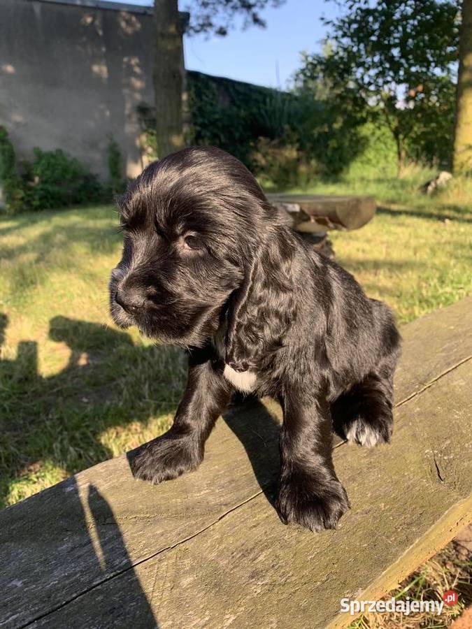 Szczeniaki cocker spaniel angielski śląskie Częstochowa