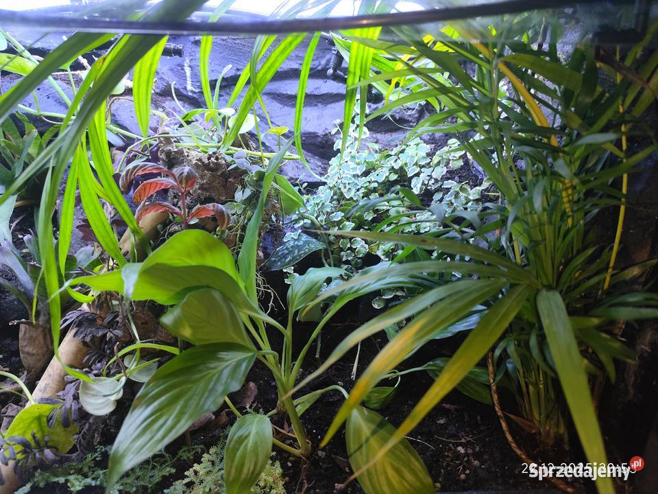 Rośliny terrarium podlaskie Białystok sprzedam