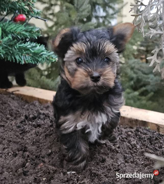 Yorkshire Terrier pies