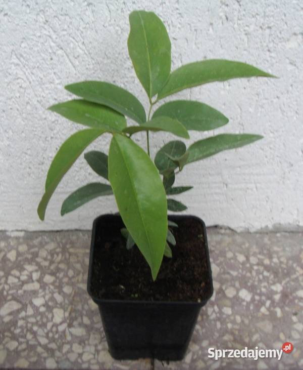 STRĄCZYNIEC CEWIASTY Cassia sadzonki w kujawsko-pomorskie Ustronie