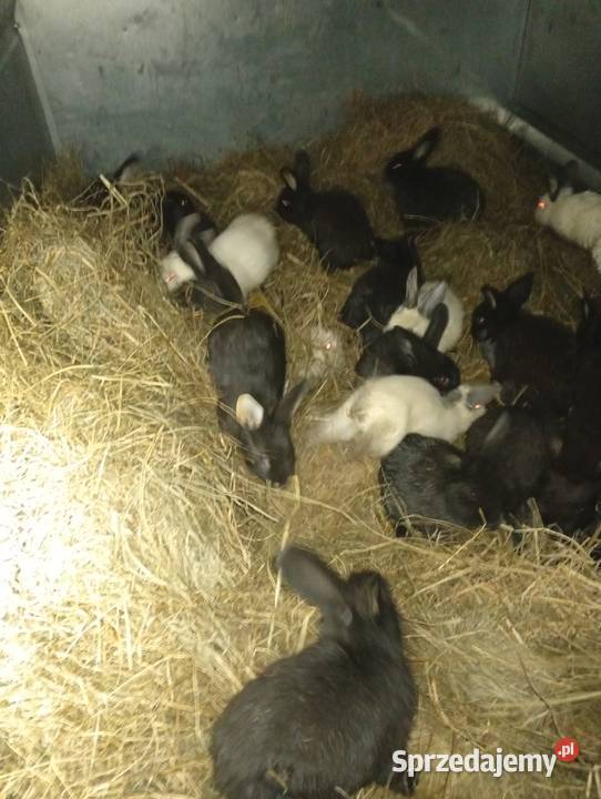 Kroliki młode Lubiszyn